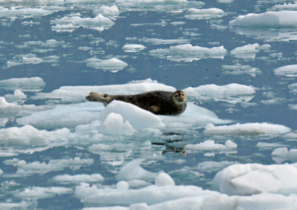 Harbor Seal