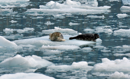 Harbor Seals