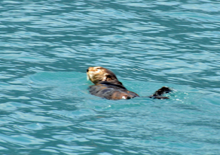 SEA OTTER