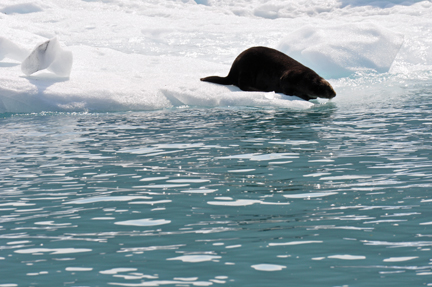 a sea otter