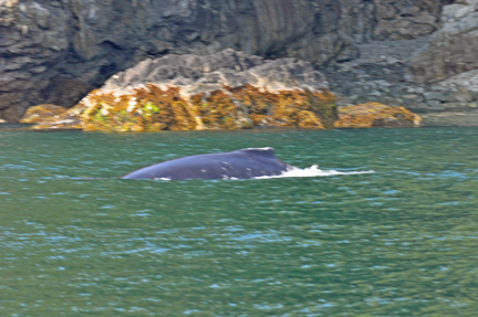 Whale sighting #2