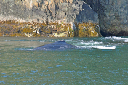 Whale sighting #2