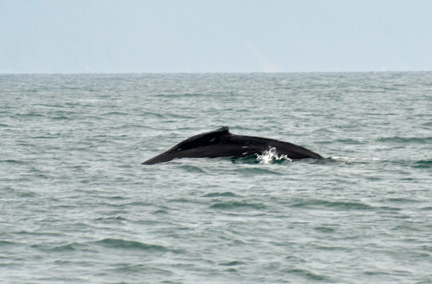 Whale sighting #1