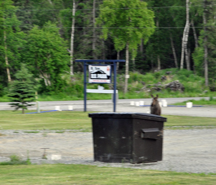 A moose