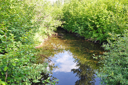 a pond