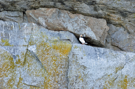 puffin bird