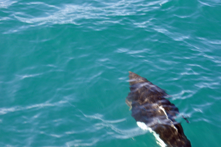 porpoise 