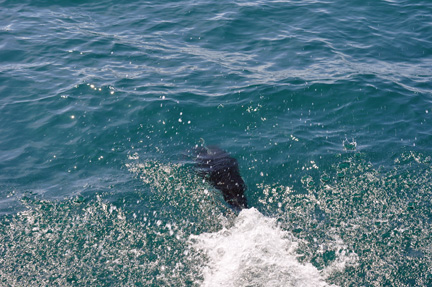 porpoise 