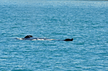 Humpback Whale
