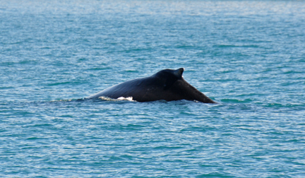 Humpback Whale