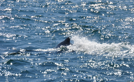 Humpback Whale