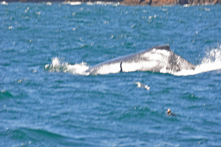 Humpback Whale