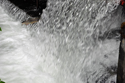 salmon jumping up the waterfall