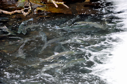 salmon are trying to get upstream