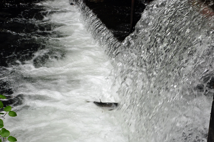 salmon jumping up the waterfall