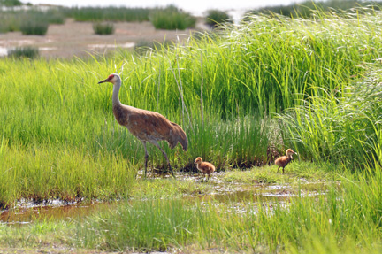 a Sandhill Cranesand babies