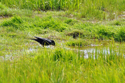 a raven