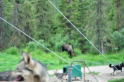 moose in the woods & sled dogs