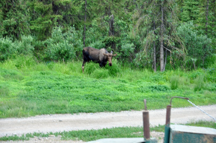 moose in the woods