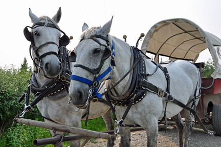 the horses