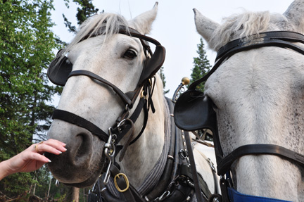 the horses