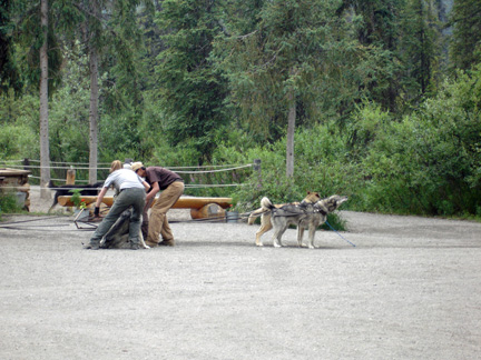 preparing the dogs for a dog sled ride