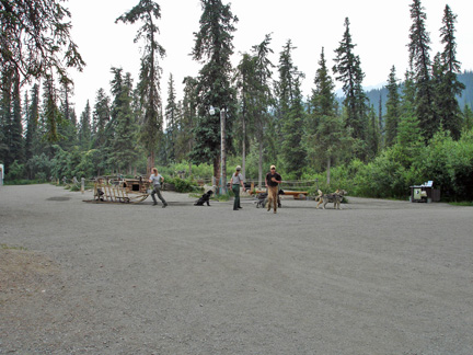 preparing the dogs for a dog sled ride