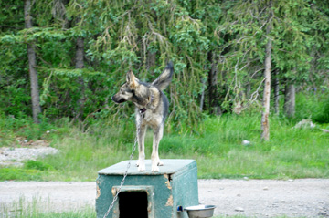 dog