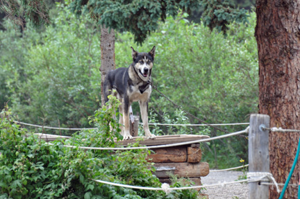 dog