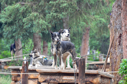 dogs