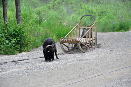 end dog ready to go