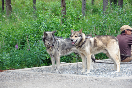 lead dogs ready to go