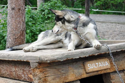 Sultana the dog