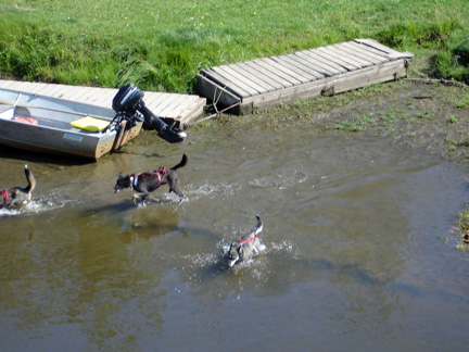 dogs in river