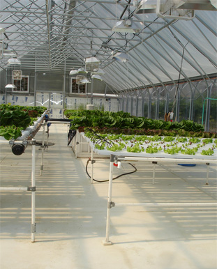 lettuce growing