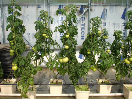 tomato plants