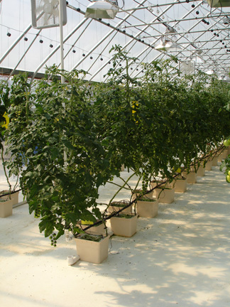 tomato plants