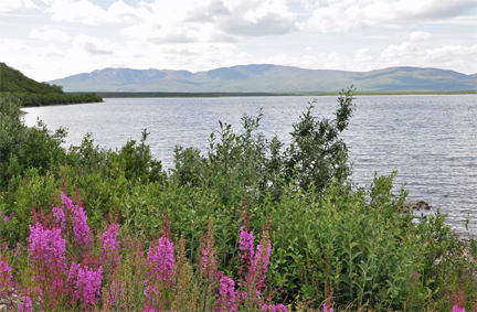 Summit Lake & fireweed