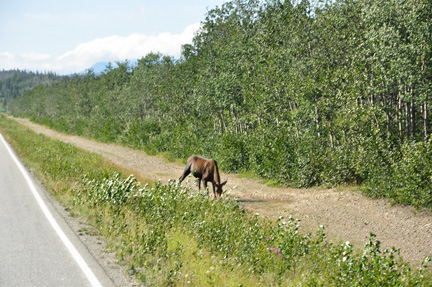 moose