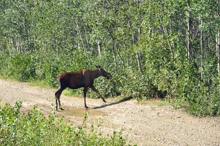 moose