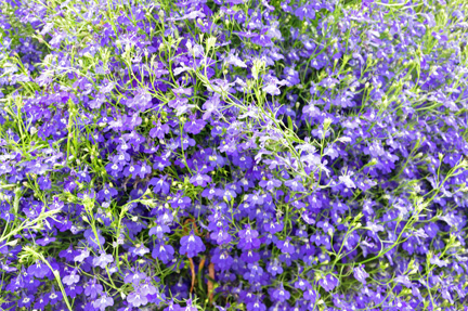 Alaska's state flower - the forget-me-not