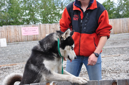 husky