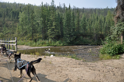 sled dogs