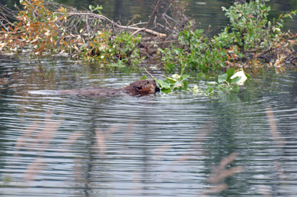 beaver