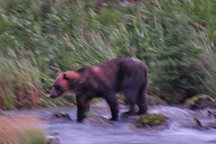 the Grizzly bear fishing at night