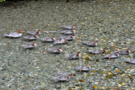 lots of ducks in the water
