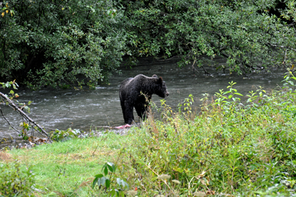 grizzly caught a fish