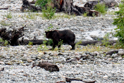 grizzly bear #2