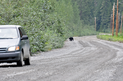 Bear #4 up the street