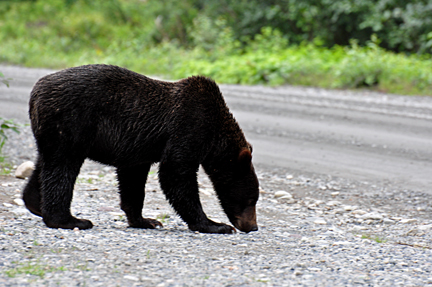 bear #5 in the parking lot